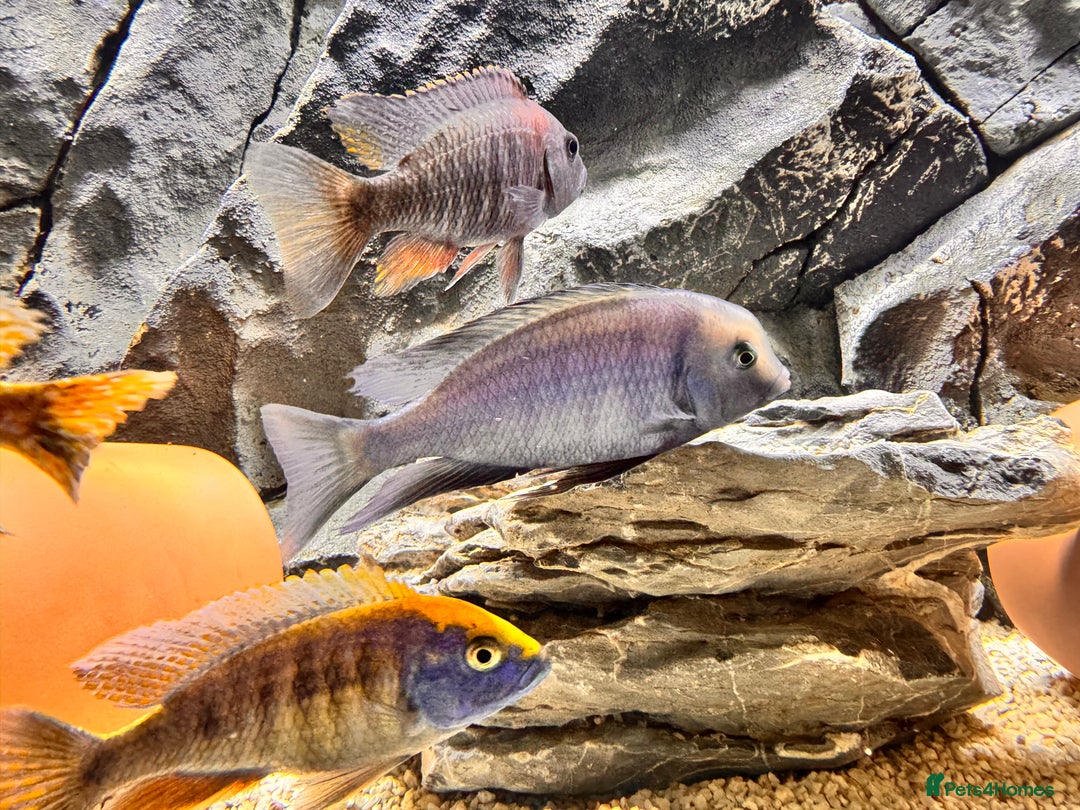 Cichlids fish for sale: Blue dolphin cichlid - Image 4