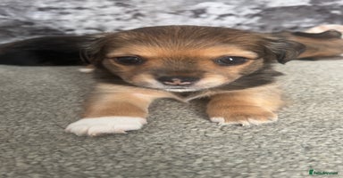 Chorkie dogs - Advert 14