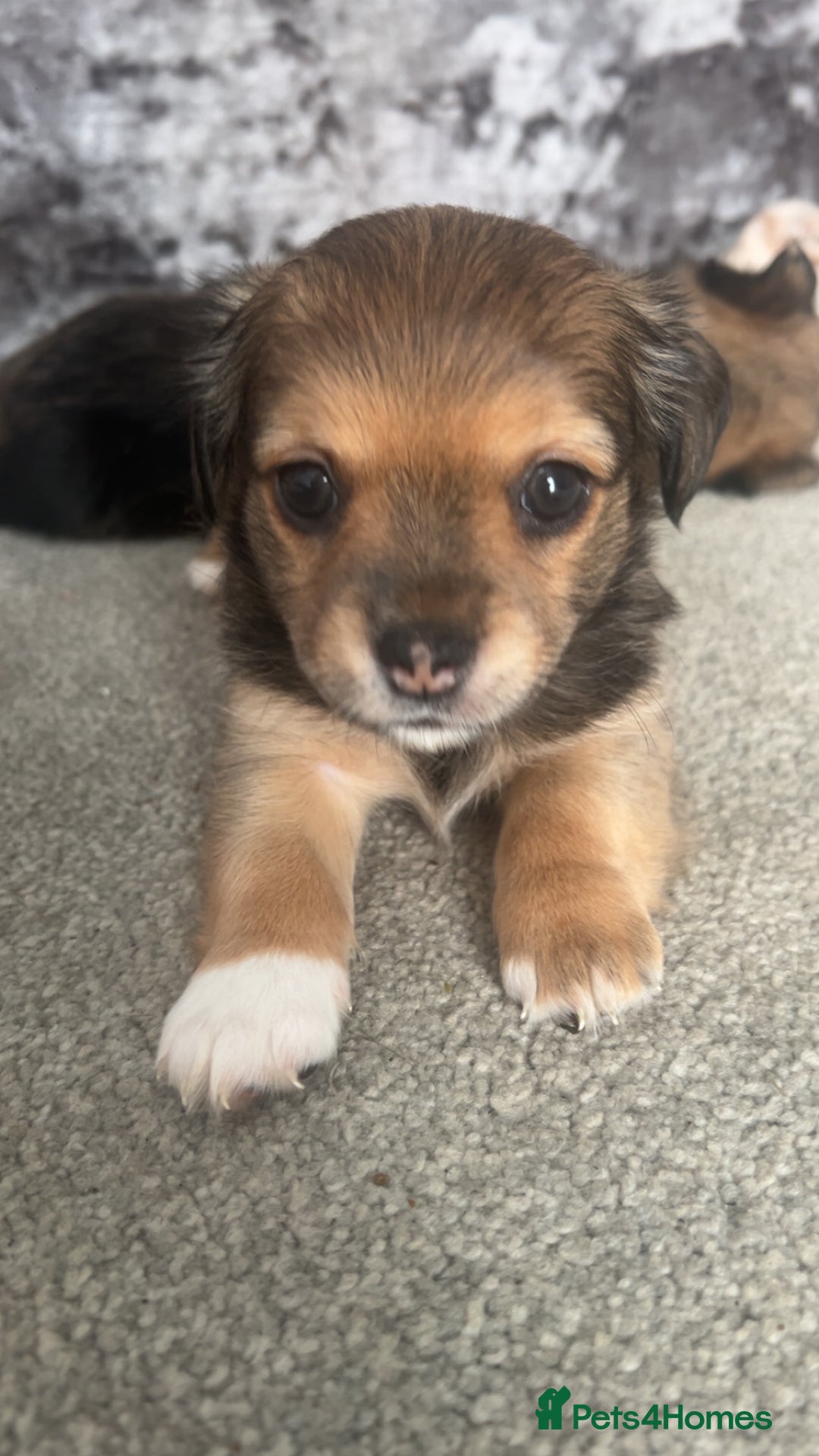 Chorkie dogs for sale: Outstanding chorkie puppies  - Image 2