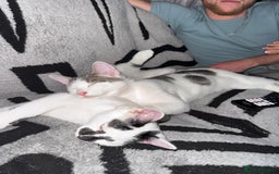 Mixed Breed cats for sale: 2 male kittens  - Image 4