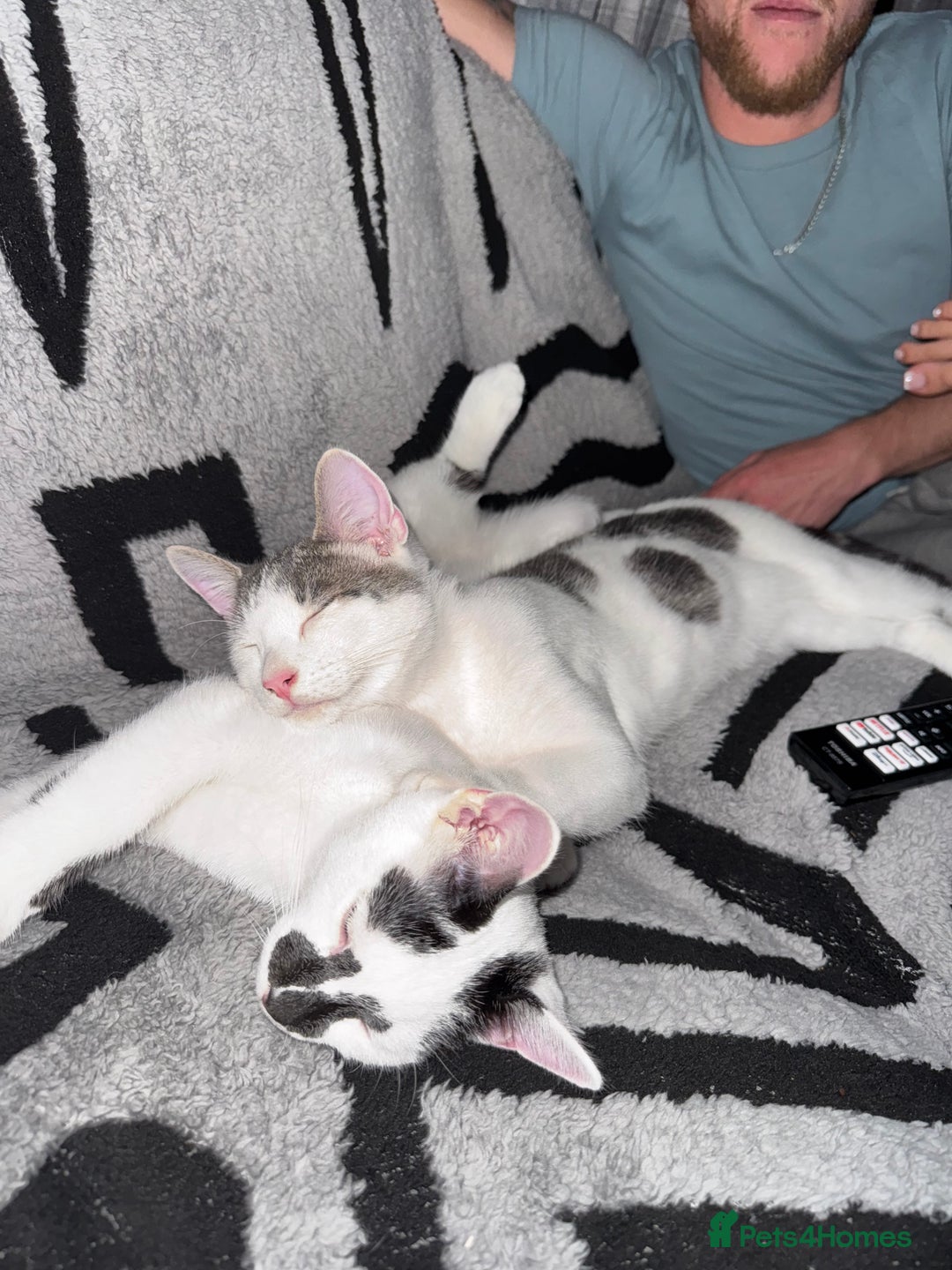 Mixed Breed cats for sale: 2 male kittens  - Image 4