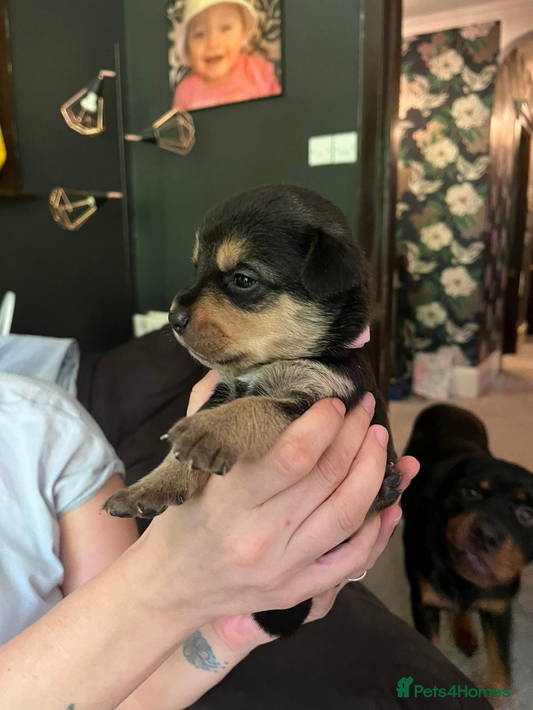 Mixed Breed dogs for sale: 9 beautiful rottweiler cross german shepherd pups - Image 3