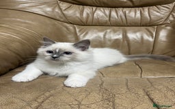 Ragdoll cats for sale: READY TO GO! Beautiful Ragdoll Kittens - Image 6