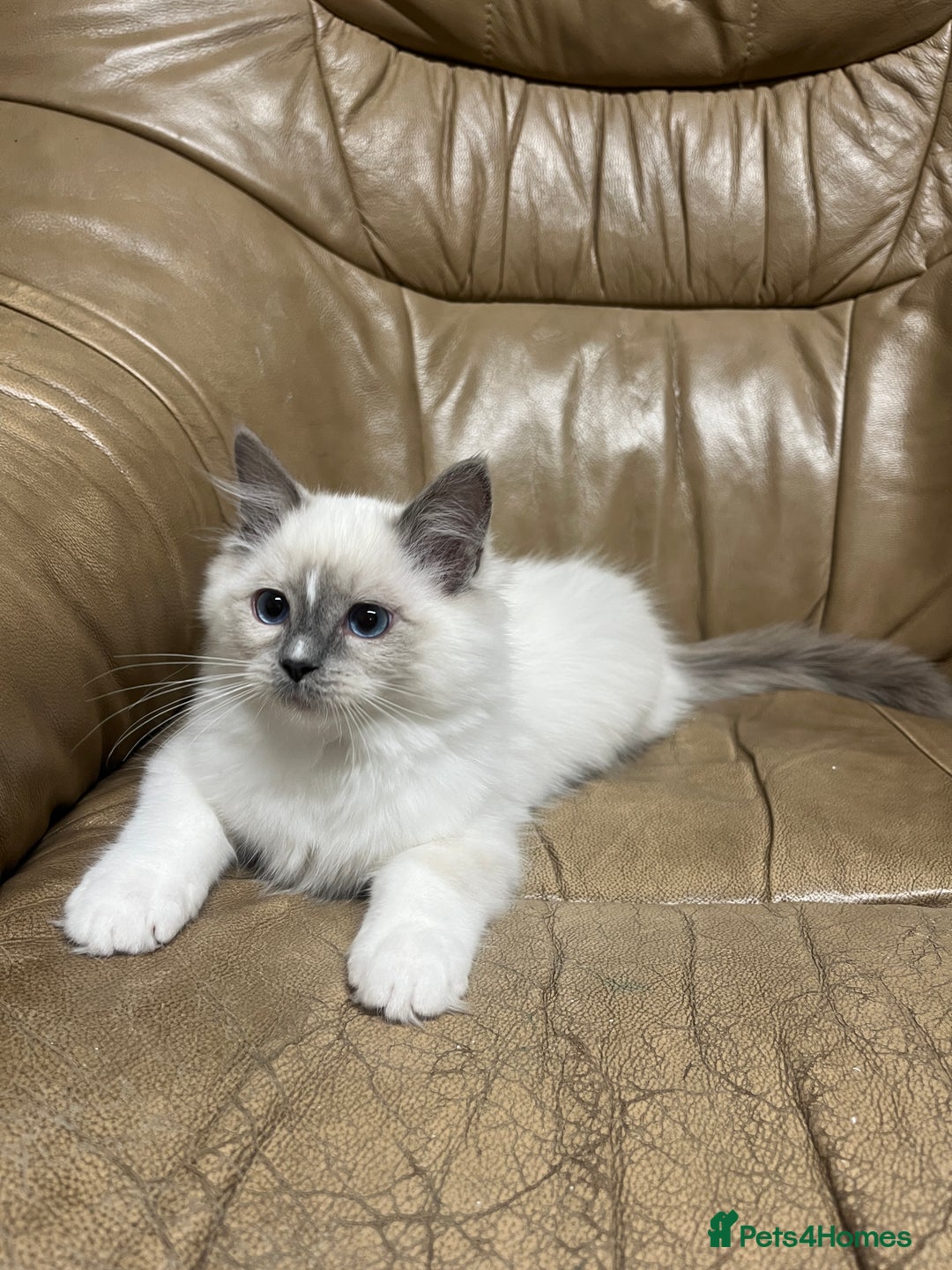 Ragdoll cats for sale: READY TO GO! Beautiful Ragdoll Kittens - Image 6