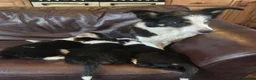 Border Collie dogs for sale: Border Collie Pups - Advert 2