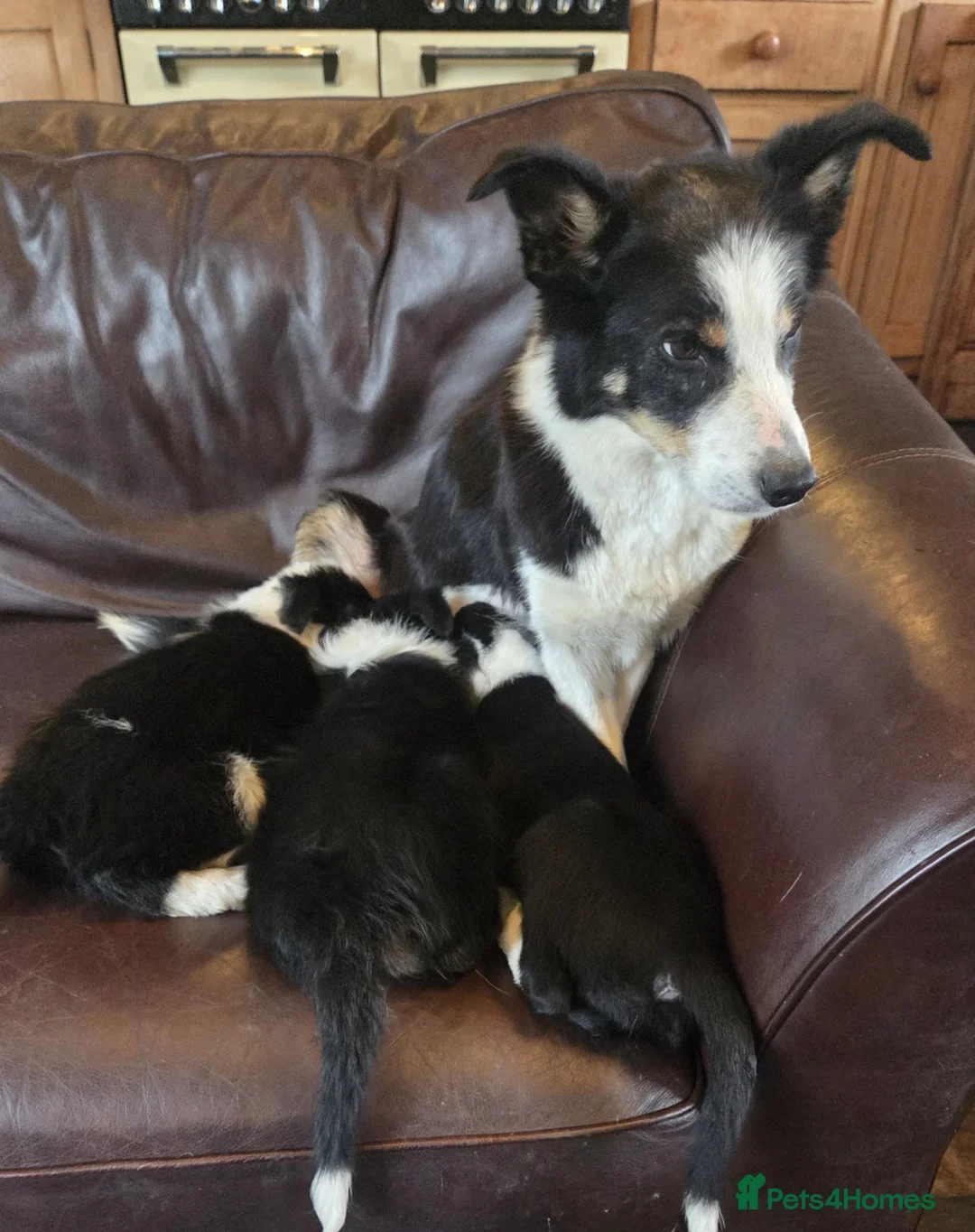 Border Collie dogs for sale: Border Collie Pups - Advert 2