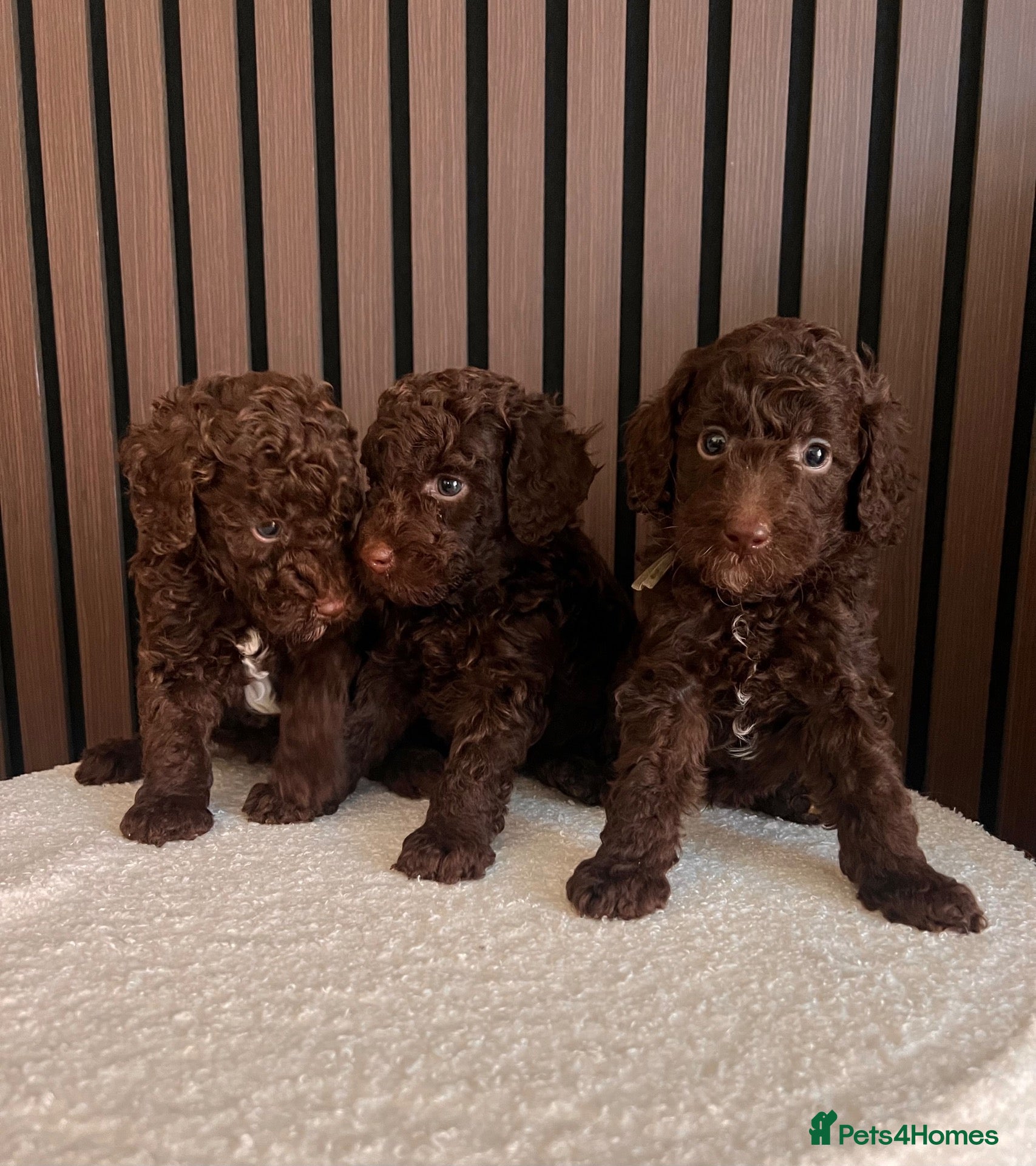 Miniature Poodle dogs 🤎 BEAUTIFUL CHOCOLATE MINIATURE POODLE BOYS 🤎 - Advert 4