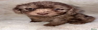 Cockapoo 1