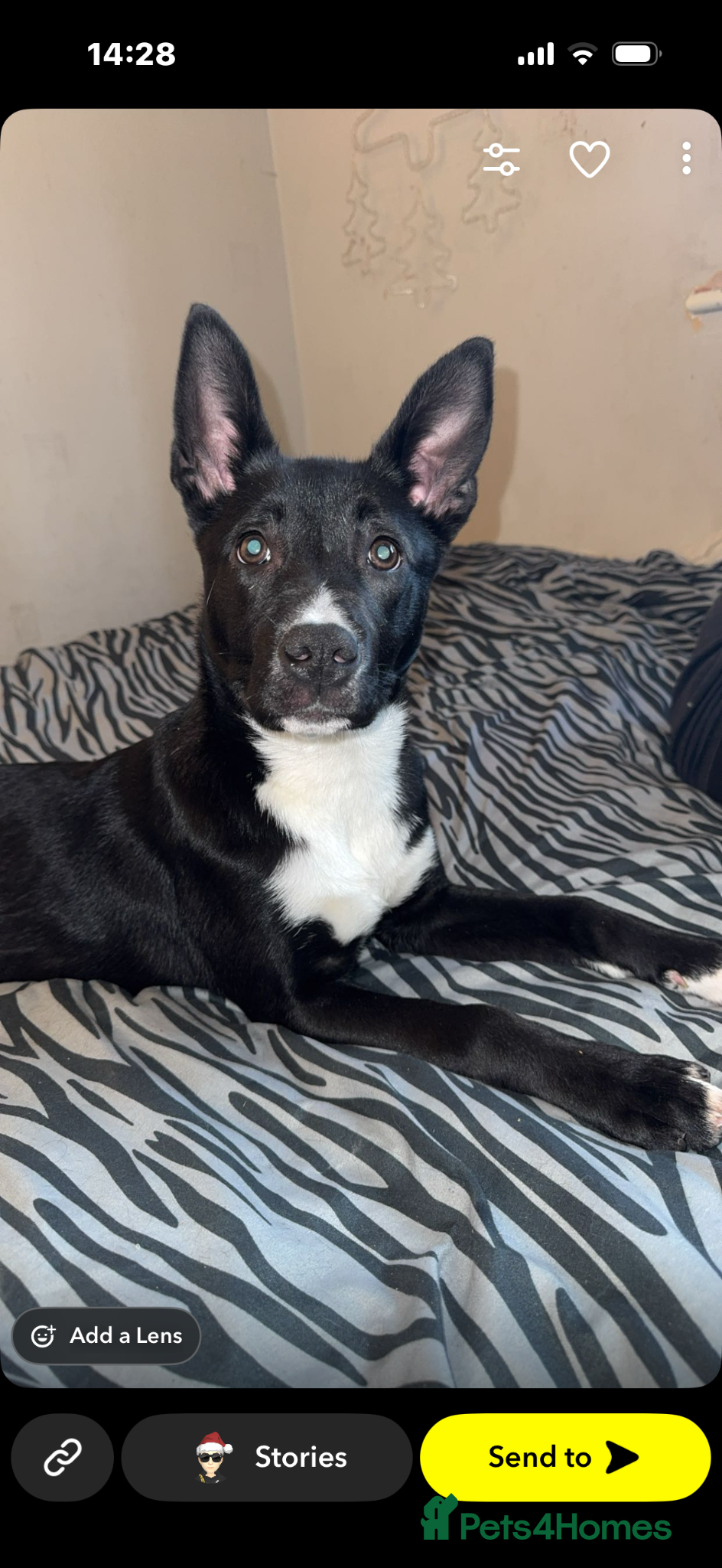Mixed Breed dogs American bulldog cross shepherd  - Advert 1