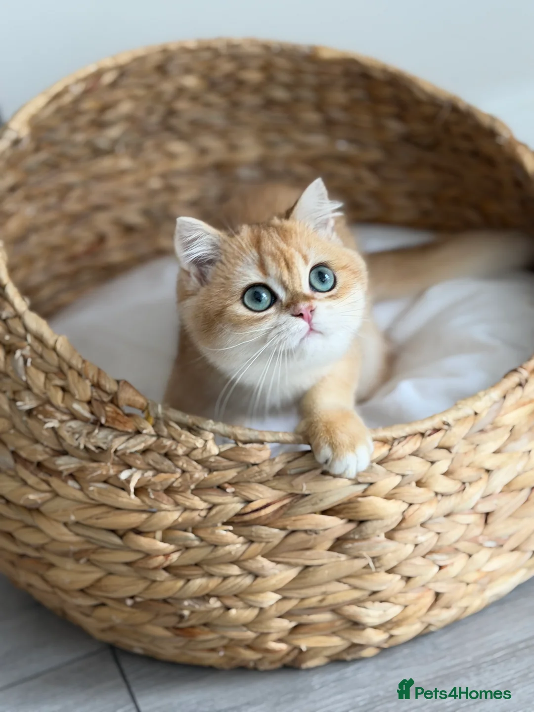 British Shorthair cats for sale: British Shorthair Golden Boy  - Advert 4