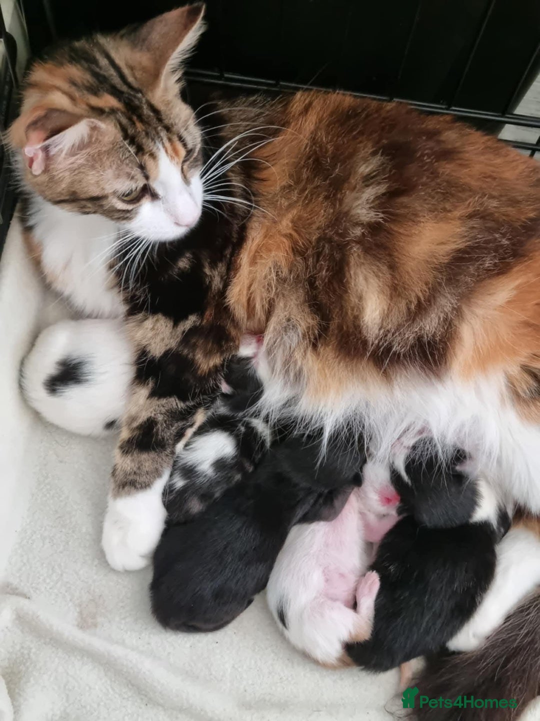 Ragdoll cats for sale: Kittens  - Advert 1