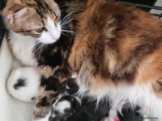 Ragdoll cats Kittens - Advert 10