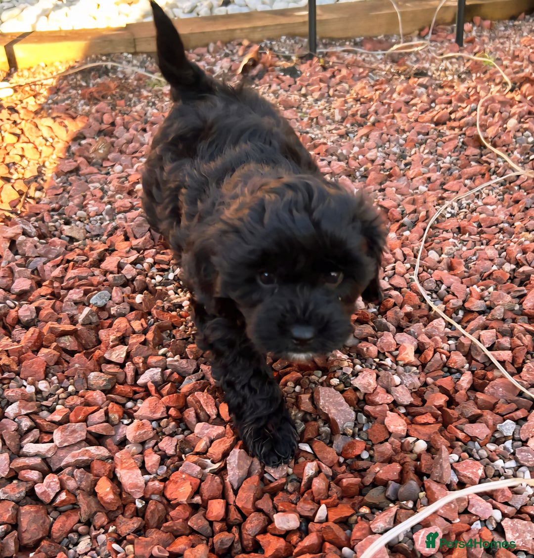 Shihpoo dogs for sale: Baby Shihpoos  - Advert 4