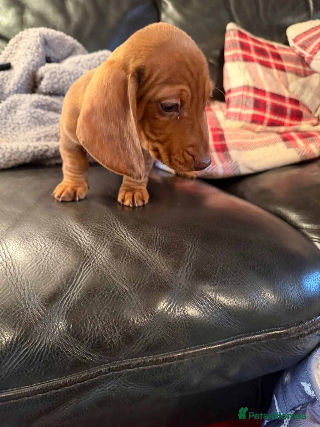 Dachshund dogs for sale: Dachshund puppies 🐾 - Advert 9
