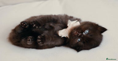 British Shorthair cats - Advert 14