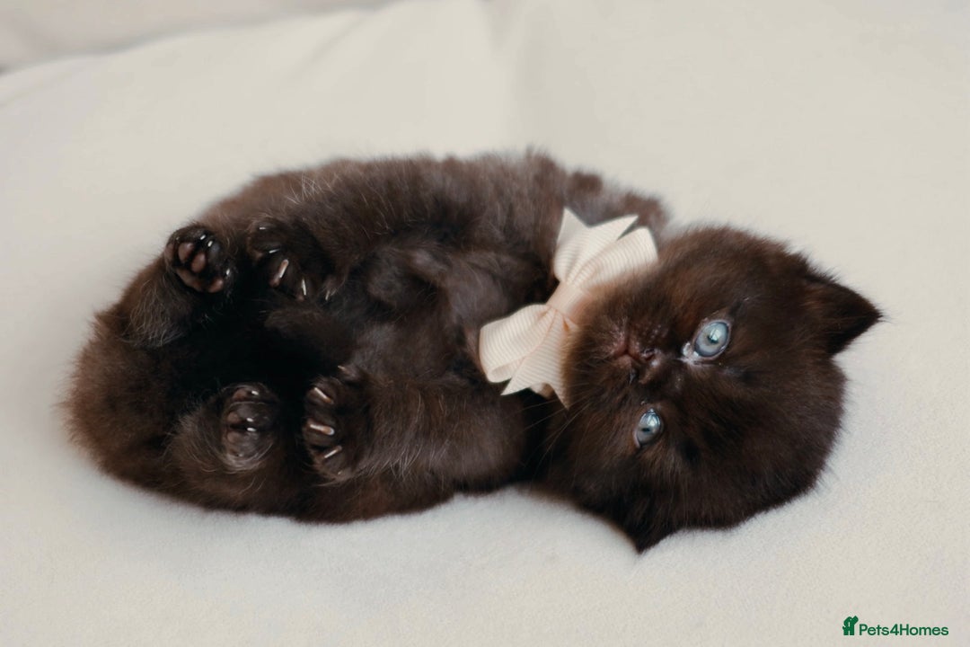 British Shorthair cats for sale: British Shorthair Kittens - Registered & Licensed - Image 3