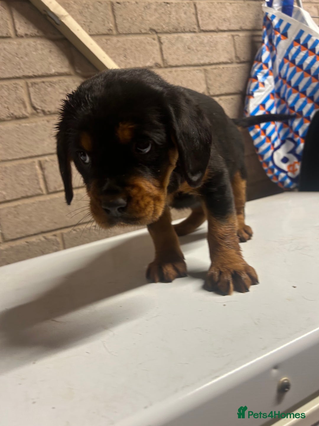 Mixed Breed dogs for sale: Cocker spaniel/Rottweiler  - Advert 3