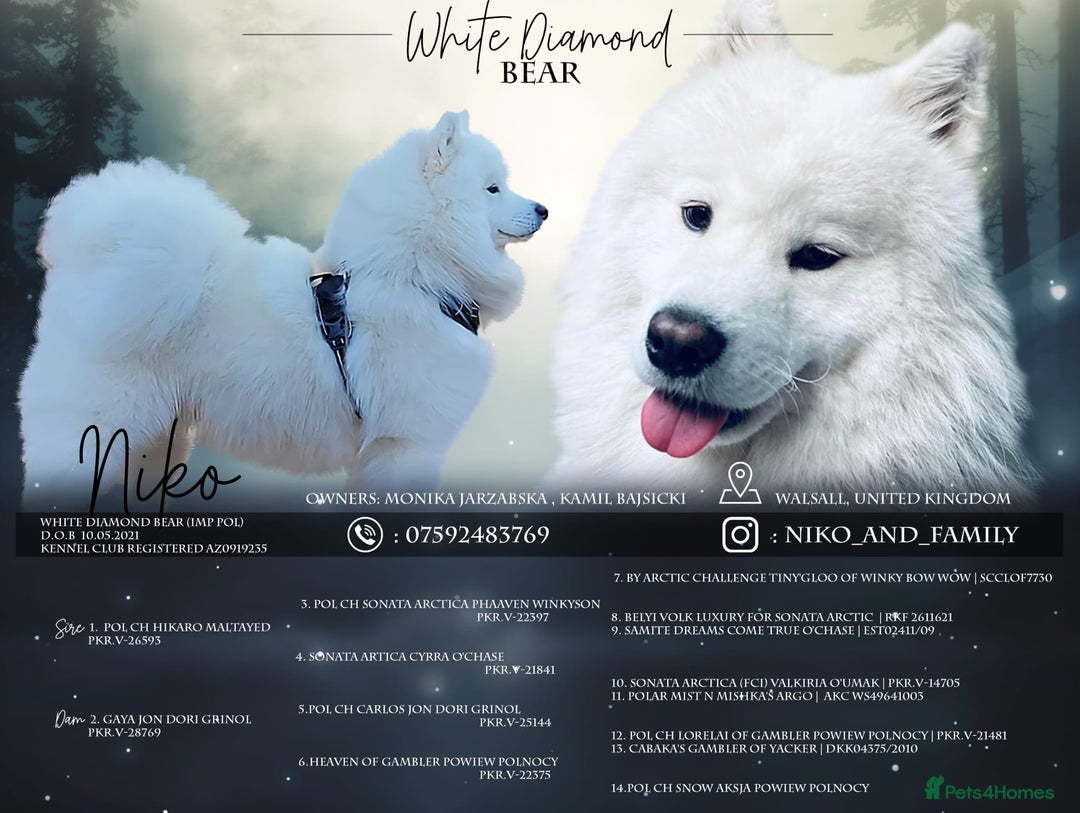 Samoyed dogs for sale: Samoyed puppies - fluff and joy - Image 3