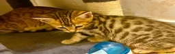 Bengal cats for sale: 1 gorgeous bengal boy kitten for sale  in London - Advert 25