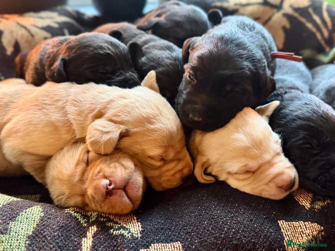 Labrador Retriever dogs for sale: Labrador Retriever Red Fox/Black KC reg Puppies  - Advert 6