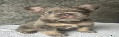 Vinny 