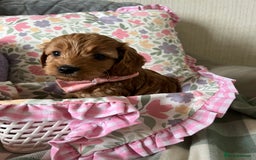 Cockapoo dogs for sale: Beautiful Red F1B Cockapoo puppies  - Image 5