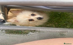 Pomeranian dogs for stud: Male STUD not for SALE!! Name Katakury.  - Image 1