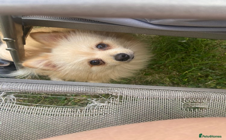 Pomeranian dogs - Advert 9