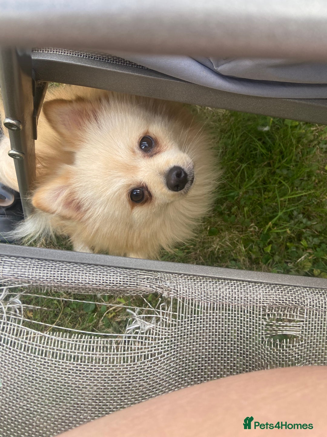 Pomeranian dogs for stud: Male STUD not for SALE!! Name Katakury.  - Image 1