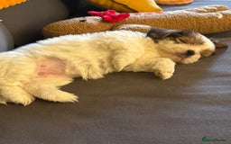 Shih Tzu dogs for sale: 🐾 Beautiful Shih Tzu Puppy - Advert 2