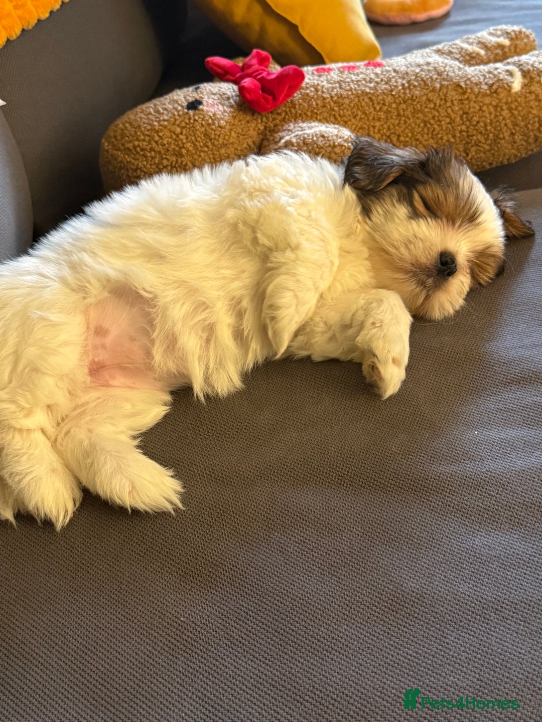 Shih Tzu dogs for sale: 🐾 Beautiful Shih Tzu Puppy - Advert 2