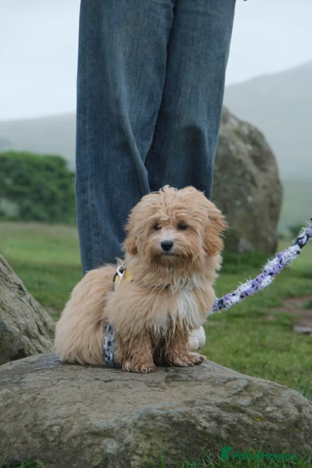 Maltipoo dogs for sale: Cute Maltipoo Girl - Image 5
