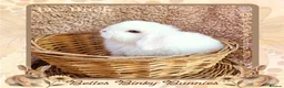 Mini Lop rabbits for sale: 🌷 Ready 3rd April 🌷Adorable Baby Mini Lops 🌷 - Advert 3