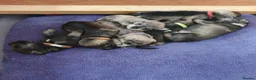 Miniature Schnauzer dogs for sale: Beautiful Mini' Schnau' Puppies in Perth - Advert 6