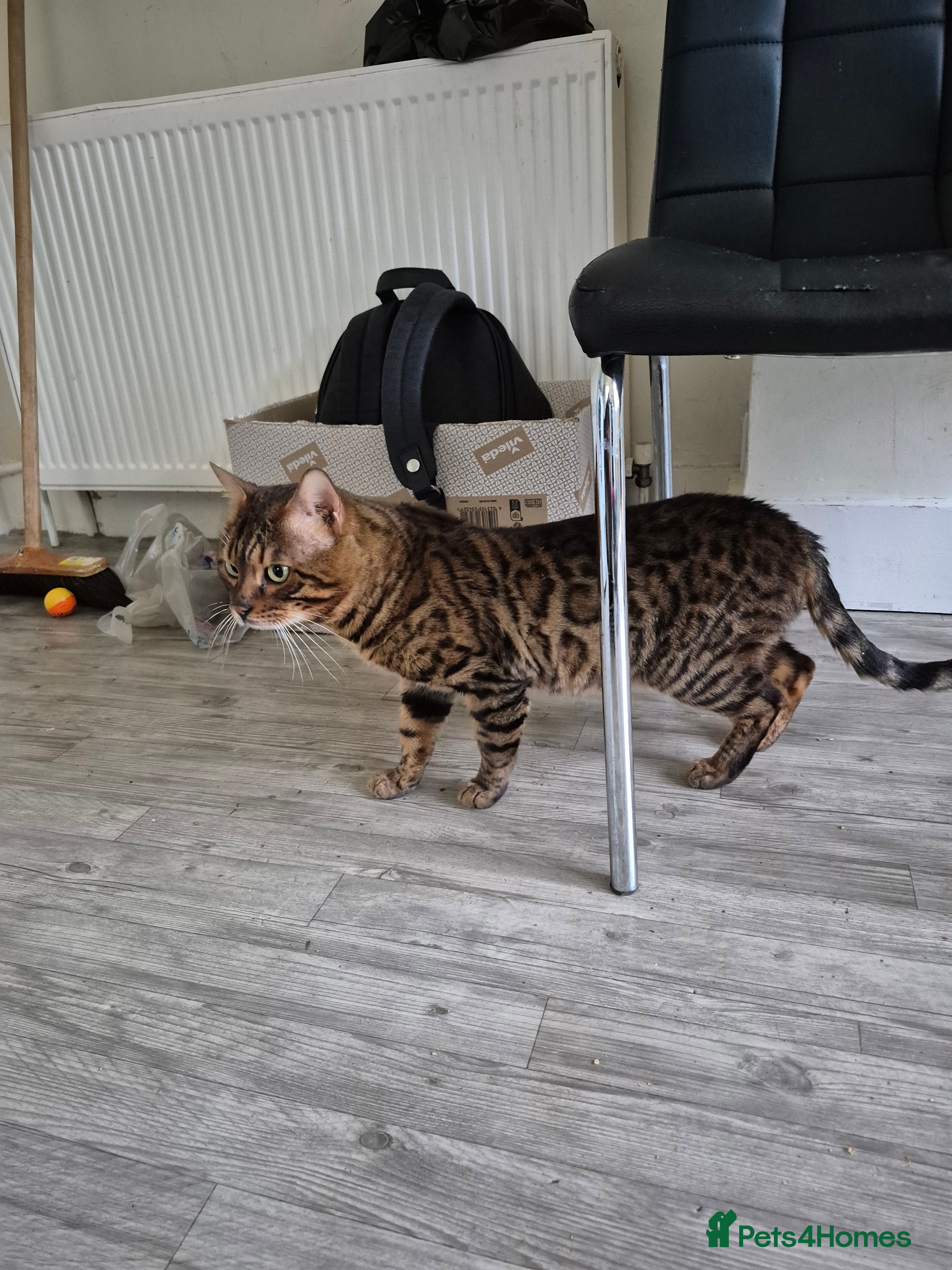 Bengal cats 5 generation pedigree active stud Bengal male - Advert 2