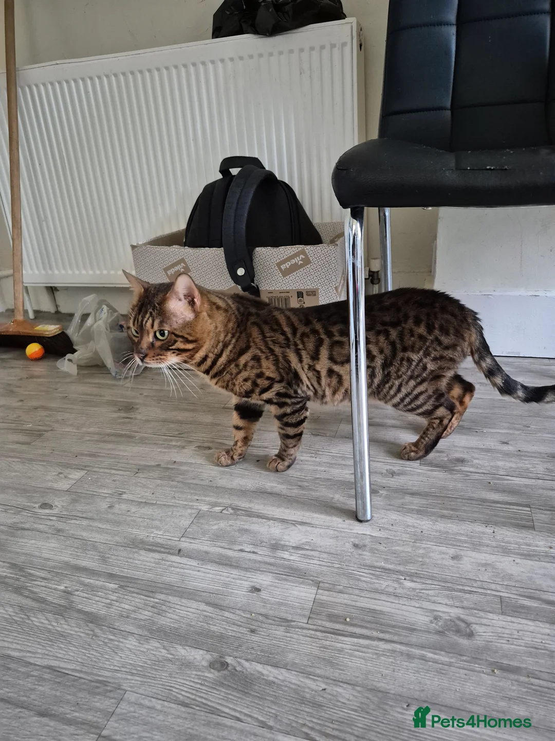 Bengal cats for sale: 5 generation pedigree active tica stud Bengal male - Advert 1