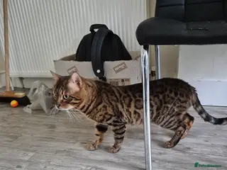 Bengal cats 5 generation pedigree active stud Bengal male - Advert 2