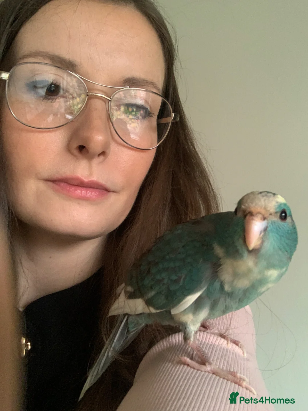 Parakeets birds for sale: Hand Reared Baby Kakarikis  - Advert 13