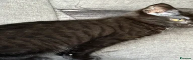 Domestic Shorthair 2