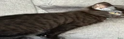 Domestic Shorthair cats for sale: One tabby kitten and a black and striped kitten  in Normanton - Advert 3