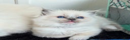 Ragdoll cats for sale: bi color ragdoll kittens - read ad - Advert 4