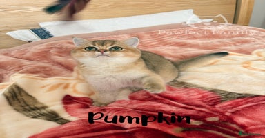 British Shorthair cats Beautiful Golden BSH Kittens (2 Left) –Rare Colour - Advert 7