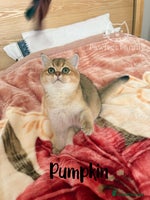 British Shorthair cats Beautiful Golden BSH Kittens (2 Left) –Rare Colour - Advert 3