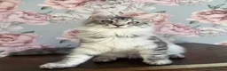Maine Coon cats for sale: TICA Maine Coon Kittens - Advert 7