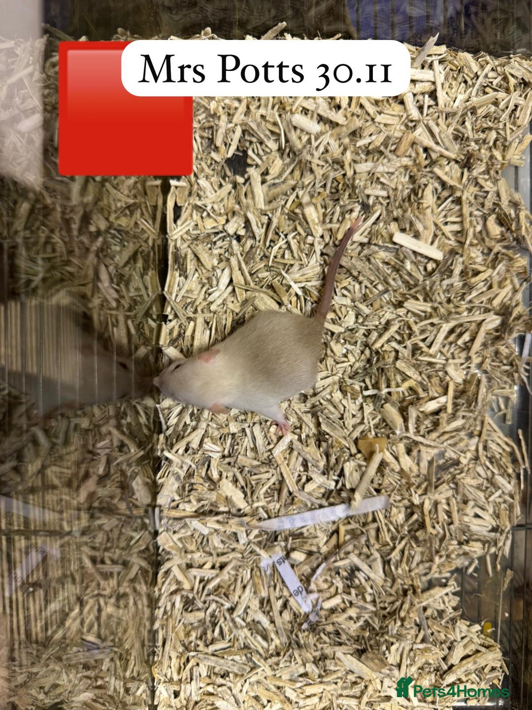 Rat rodents for sale: Baby full size and dwarf rats ready now /January - Advert 22