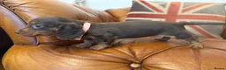 Miniature Dachshund dogs for sale: Stunning Longcoats 5 Star Reviews 5 Star Licensed - Advert 9