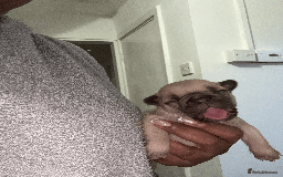 French Bulldog dogs for sale: Adorable KC registered French Bulldog puppies - Image 3