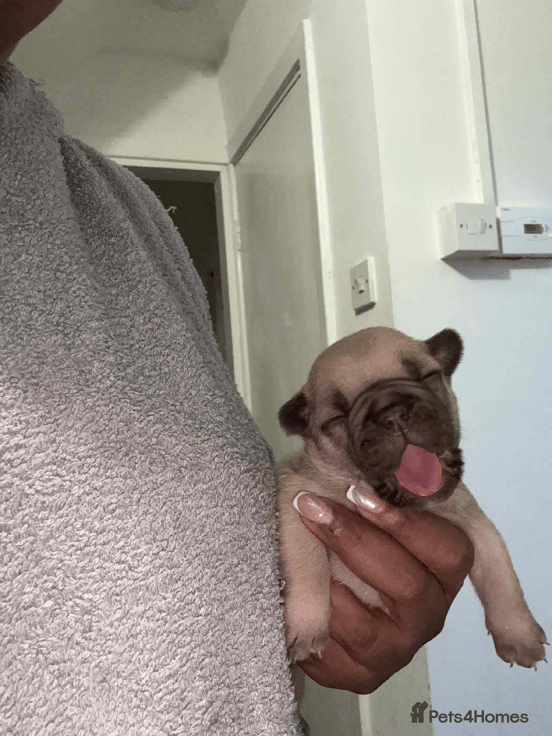 French Bulldog dogs for sale: Adorable KC registered French Bulldog puppies - Image 3