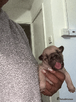 French Bulldog dogs - Advert 2