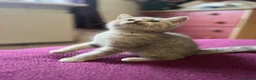 British Shorthair cats for sale: Gccf British Shorthair kittens  - Advert 30
